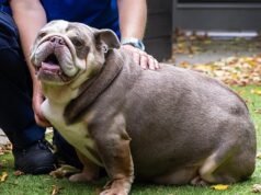 Peggy-Sue, uma cadela resgatada que pesava o mesmo que um filhote de hipopótamo, encontra um novo lar
