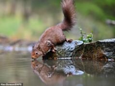 Doces esquilos estão nadando para o jantar! Fotos impressionantes mostram animais lutando por uma bolota