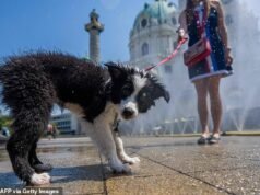 Novas regras em Viena exigem que os donos de cães lavem a urina dos seus animais de estimação das plantas
