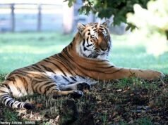 Tigre visto pela primeira vez desde o assassinato de humanos: Dezenas de visitantes fazem fila para ver Altai em seu recinto enquanto o zoológico reabre ao público após o ataque