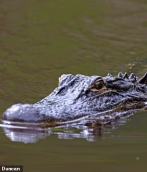 111924925-16216927-Steve_Hamilton_71_was_killed_by_a_12_foot_alligator_in_infested_-a-1_179226121507.avif