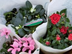 Por que você pode ganhar rosas no Natal e não, não nos referimos a chocolate!