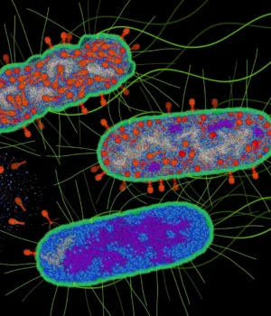 bacteriophage-infection.webp