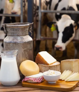 cheese-milk-dairy-cows.webp