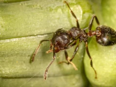 As árvores tropicais criam lares para formigas. vespas estão tomando conta deles