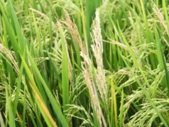 Um fungo está ameaçando o abastecimento alimentar mundial. Cientistas acabaram de encontrar uma nova defesa