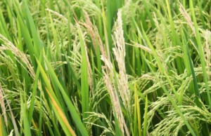 Um fungo está ameaçando o abastecimento alimentar mundial. Cientistas acabaram de encontrar uma nova defesa