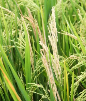 diseased-rice-plants-agricultural-farm.webp