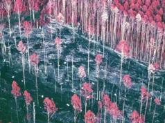 Um experimento florestal esquecido de 30 anos trouxe uma grande surpresa