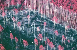 Um experimento florestal esquecido de 30 anos trouxe uma grande surpresa