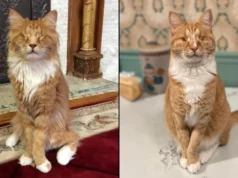 Cientistas da Cornell identificam doença genética humana rara em dois gatos de pernas incomumente longas