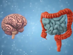 Suas bactérias intestinais podem revelar quão rápido seu cérebro está envelhecendo
