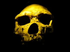 Cientistas encontram Homo erectus 200 mil anos antes do esperado
