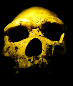 homo-erectus-skull.webp
