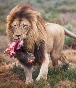 lion-feeding-on-meat.webp