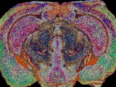 Cientistas descobrem um mapa oculto do cérebro com 539 regiões distintas