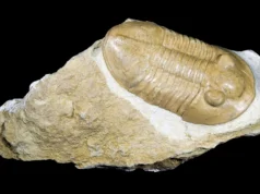 Cientistas revelam segredo de 2,3 bilhões de anos que ajudou a manter a Terra habitável