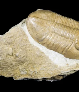 pseudoasaphus-praecurrens.webp